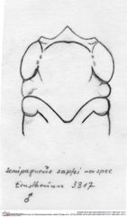 Historische Skizze/Zeichnung von Mesoparapylocheles zapfei (Fraaije et al., 2019) (NHMW-AFW-GEO-BACHMAYER-FOTO-1990-0041-3317)